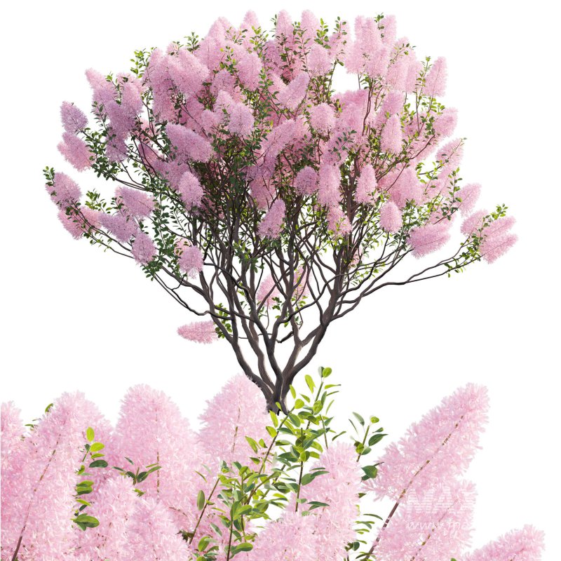 Cotinus coggygria – Smokebush 03 - Image 1