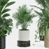 Indoor Plant Tropical Set01 - Thumbnail 3