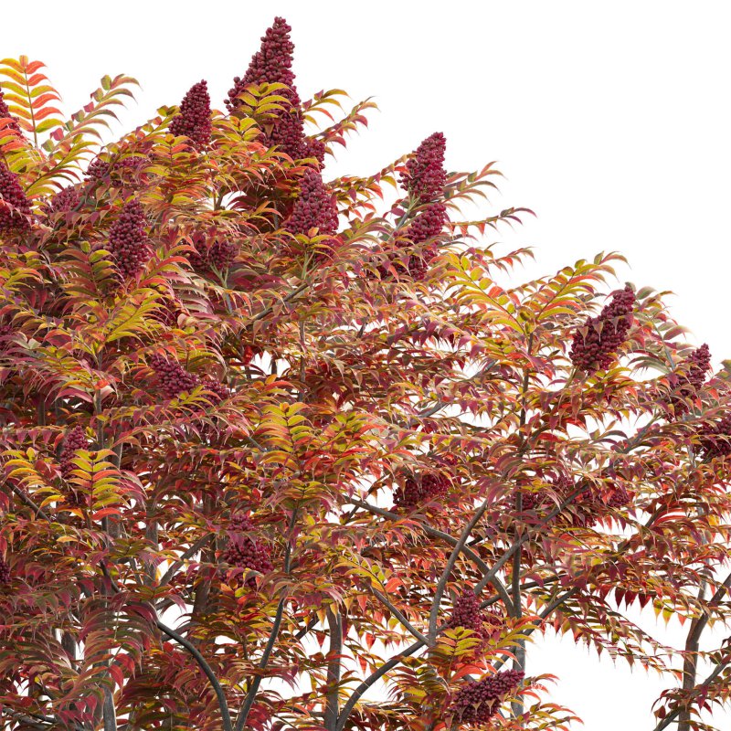 Rhus typhina – Staghorn Sumac 06 - Image 3