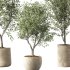 Olive Tree Indoor Plant Set.14 - Thumbnail 3