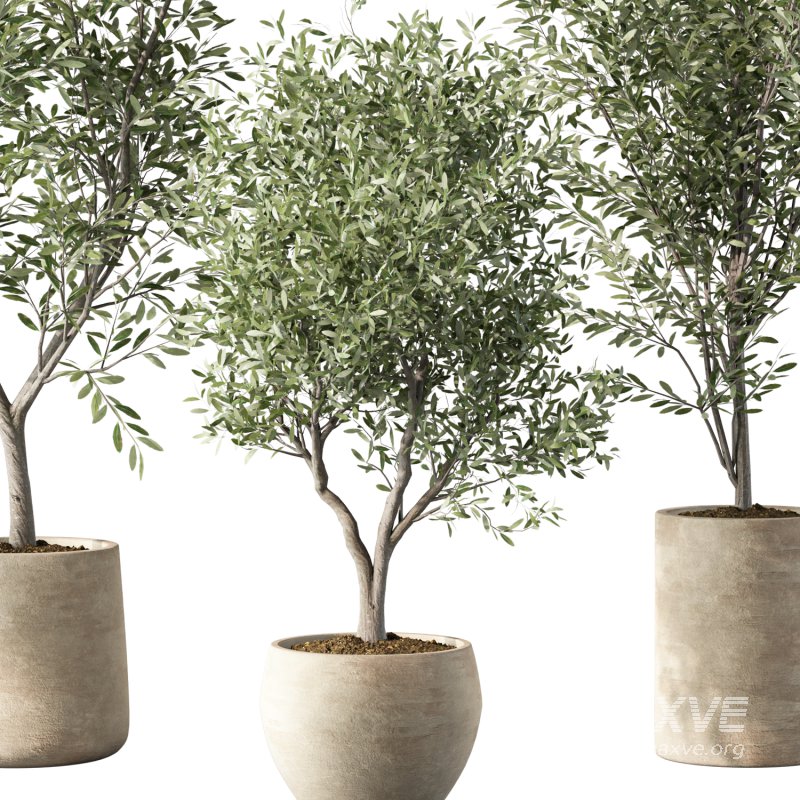 Olive Tree Indoor Plant Set.14 - Image 3