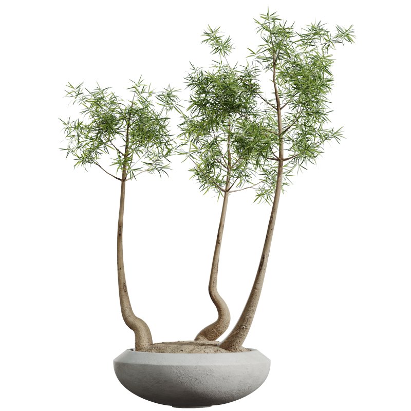 AV HousePlants Japandi Decorative Minimalism Ficus Dracaena Marginata17 - Image 1