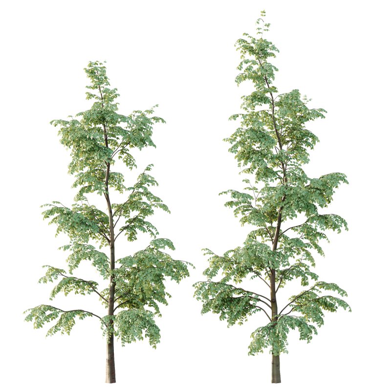 Carpinus Betulus Tree 06 - Image 1