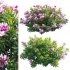 Daphne arbuscula – Shrubby daphne 01 - Thumbnail 1
