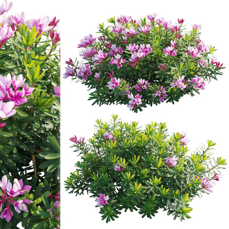 Daphne arbuscula – Shrubby daphne 01 - Image 1
