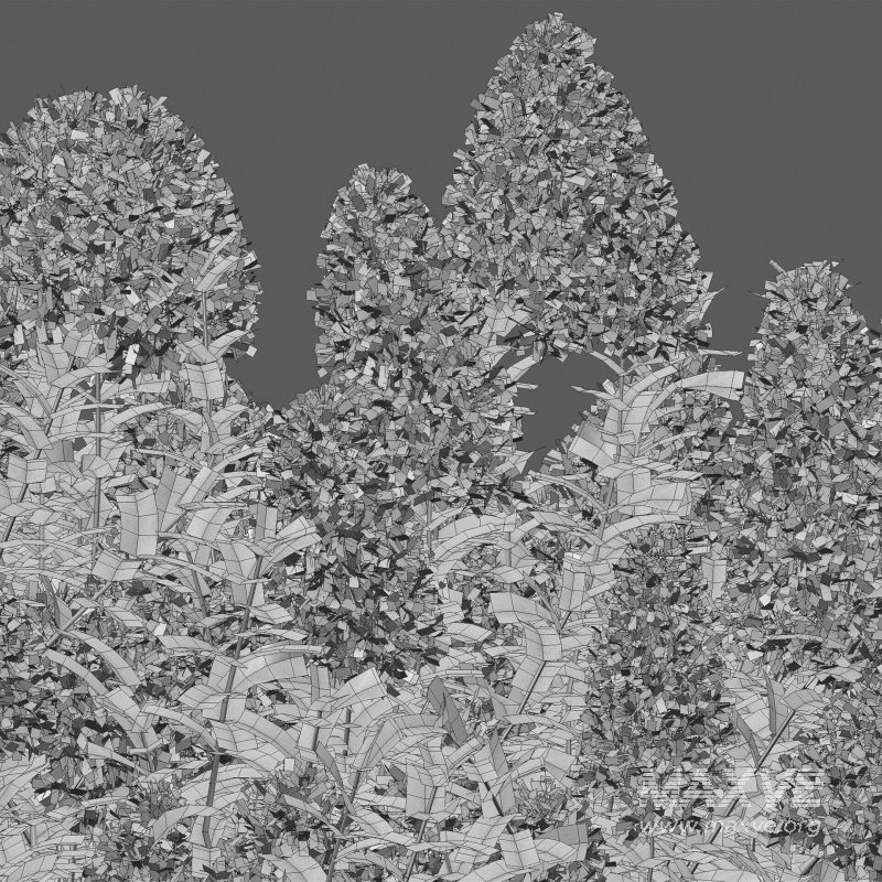 Cotinus coggygria – Smokebush 04 - Image 7