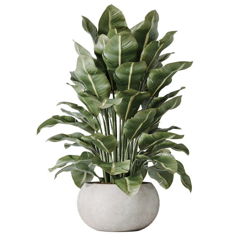 AV Indoor plants set 197 Ficus Bonsai Ginseng and Lemon Lime Cane Dragon and ParadiseBird and Areca Palm - Image 2