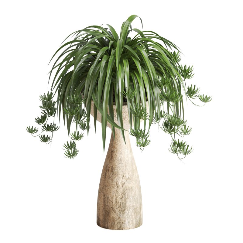 Indoor Plant Olive Palm Fiddle Leaf - Image 3