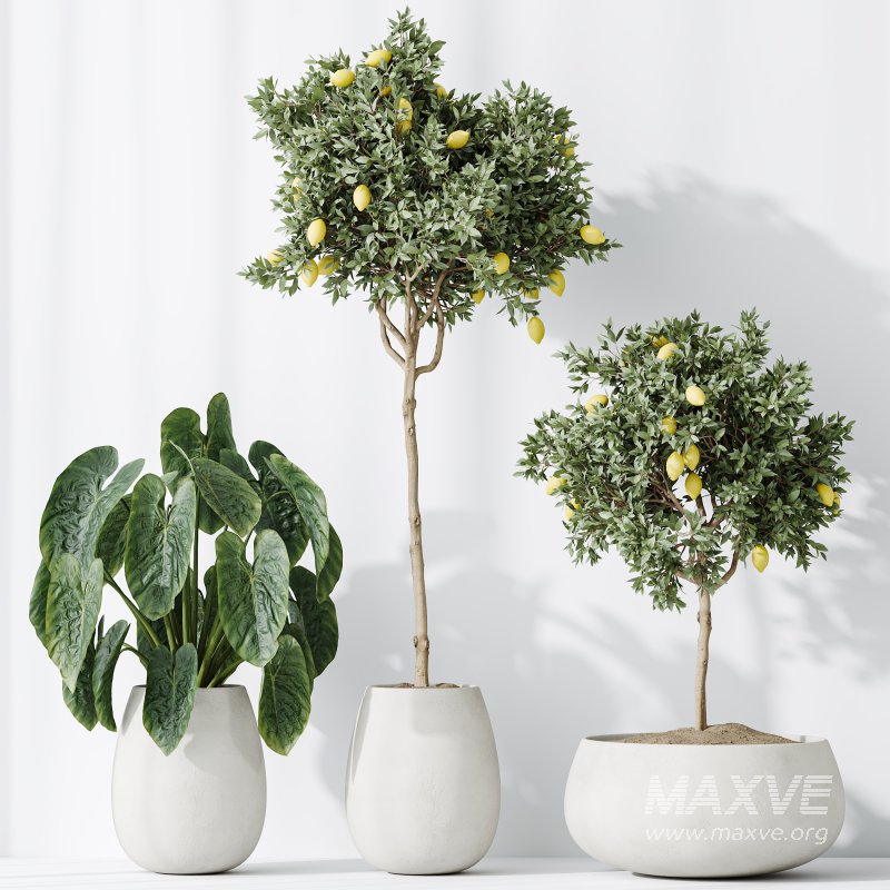 AV Indoor plants set 200 Mandarin Fruit Lemon Tree and Alocasia Jardin and Ficus Cyathistipula Fig and Mission Olive - Image 6