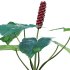 Arum maculatum – Lords and ladies – 01 - Thumbnail 3