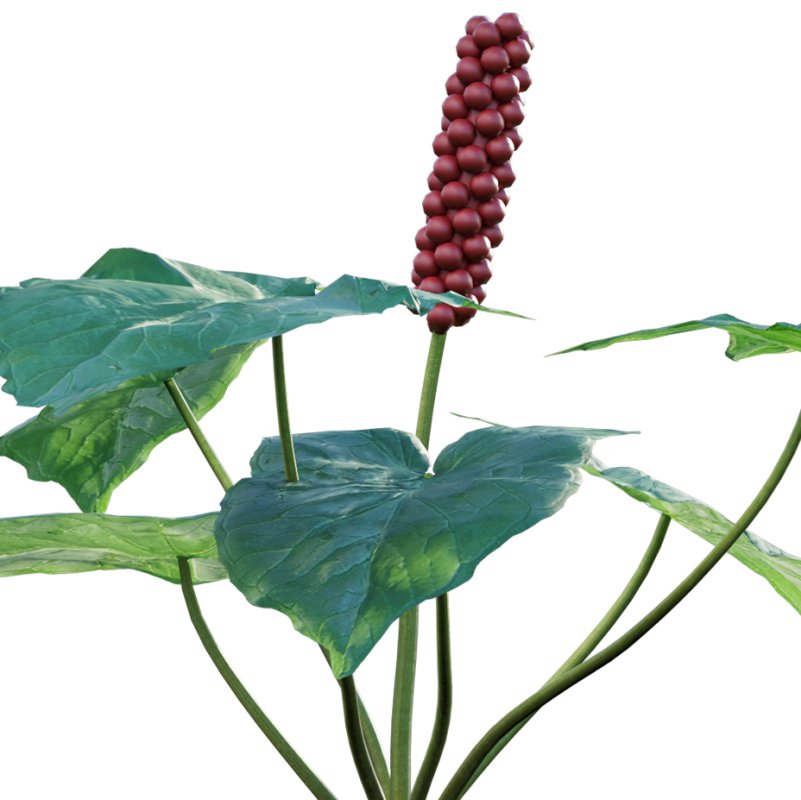 Arum maculatum – Lords and ladies – 01 - Image 3