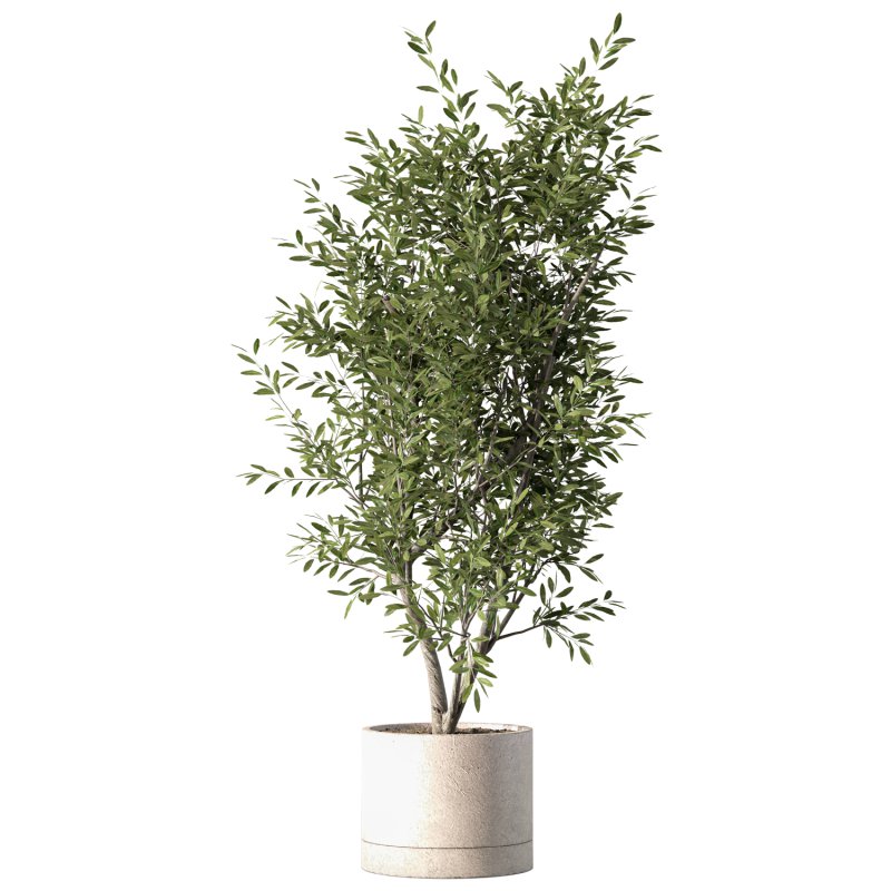 Olive Tree Indoor Plant Set.19 - Image 1