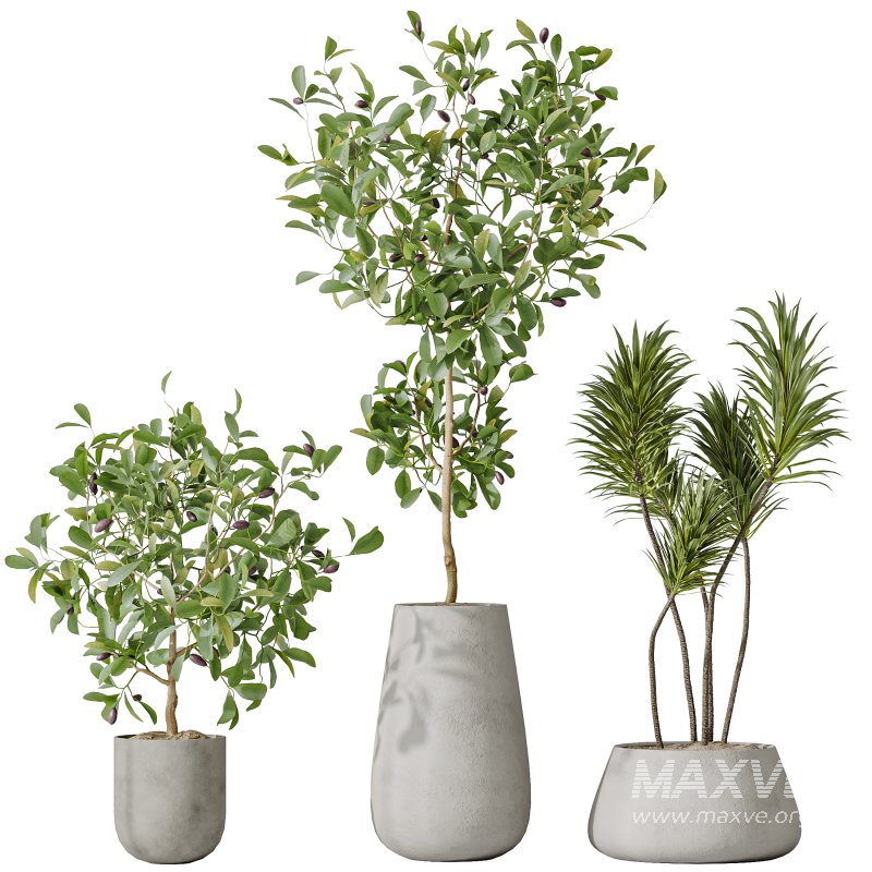 AV Indoor plants set 199 Mission Olive and Yucca Aloifolia Rostrata Palm and Briful Aquatica Grand Artificiel - Image 3