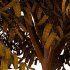 Cinnamomum burmannii Tree 04 - Thumbnail 4