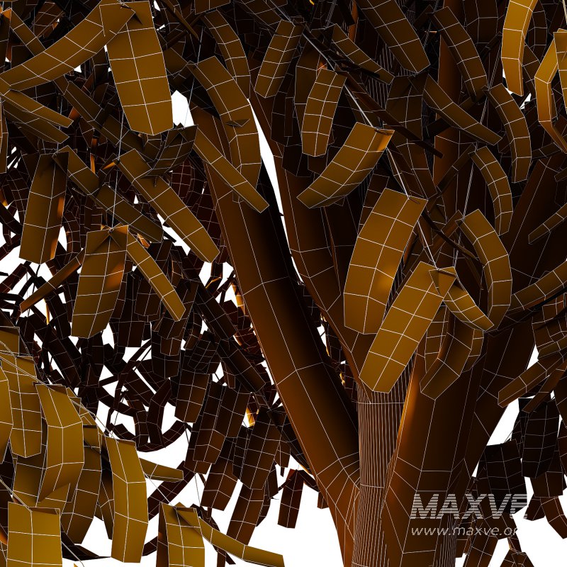 Cinnamomum burmannii Tree 04 - Image 4