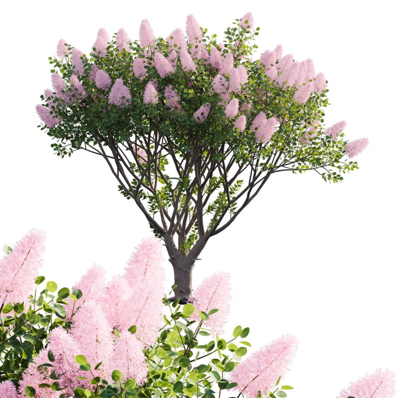 Cotinus coggygria – Smokebush 01 - Image 1