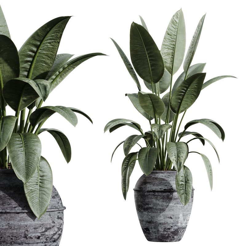 AV HousePlants Ficus Elastica Beliza Tineke Variegated Rubber Plants 3D Model Set - Image 2