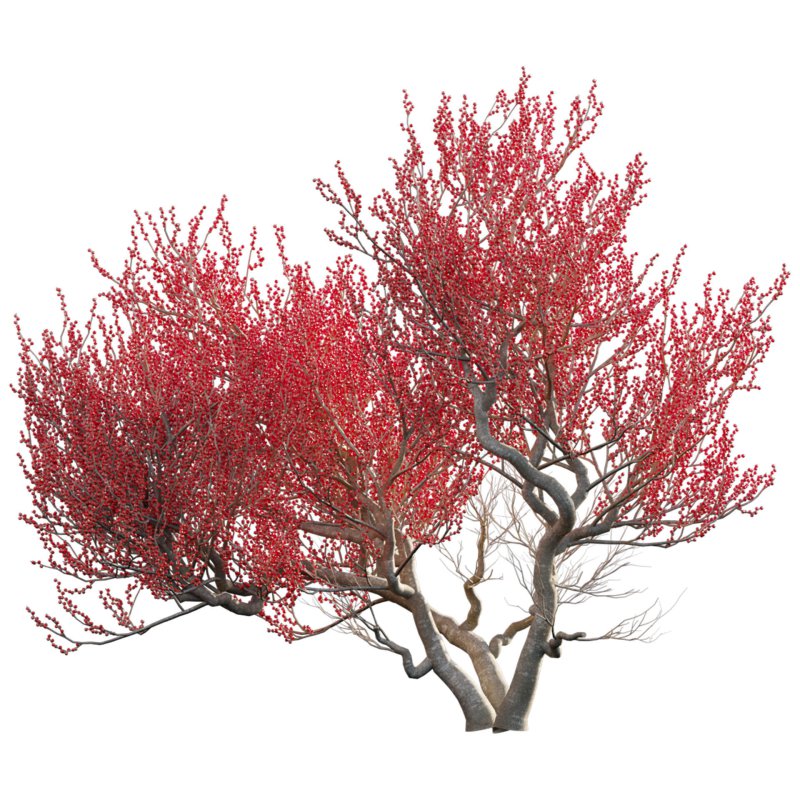 Ilex verticillata – Winterberry 03 - Image 3