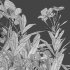 Nerium Oleander – Laurier – 01 - Thumbnail 4