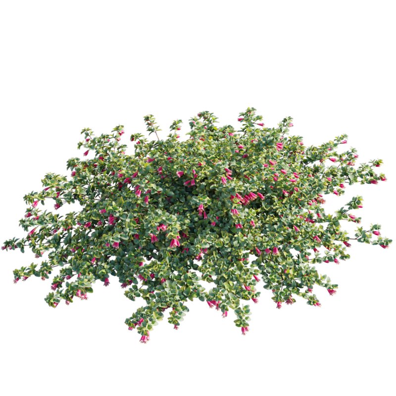 Correa reflexa – Native Fuchsia – Grevillea wilsonii 01 - Image 3