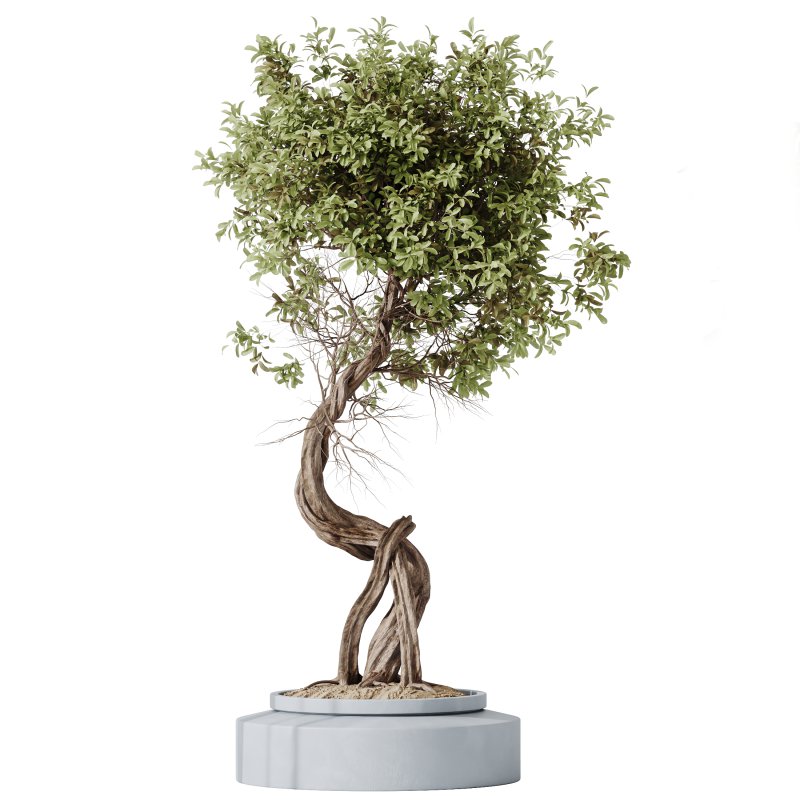 AV Indoor plants set 211 Ficus Bonsai Ginseng and ParadiseBird and Areca Majesty Cat Reed Palm - Image 5