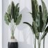 AV Indoor Plants Set 222 Bird Of ParadiseBird and Banana Strelitzia Nicolai - Thumbnail 5