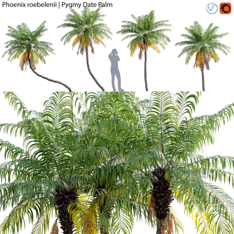 Phoenix roebelenii – Pygmy Date Palm – 01 - Image 1
