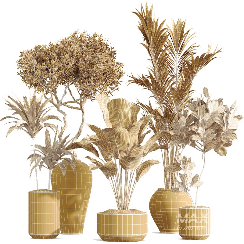 AV Indoor PlantsSet 224 Mission Olive Areca Palm Dracaena Lemon Ficus Melany Cuban Cigar - Image 6