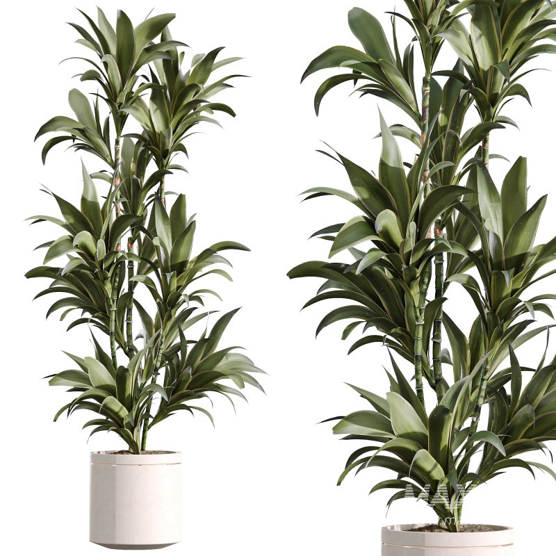 AV Indoor Plant Set 216 Olive Artificial Dracaena Warneckii Lemon Calathea Lutea Areca Palm - Image 5