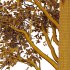 Betula Pendula Tree 07 - Thumbnail 2