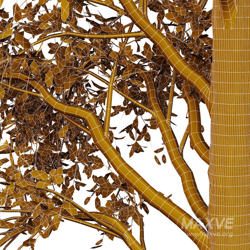 Betula Pendula Tree 07 - Image 2