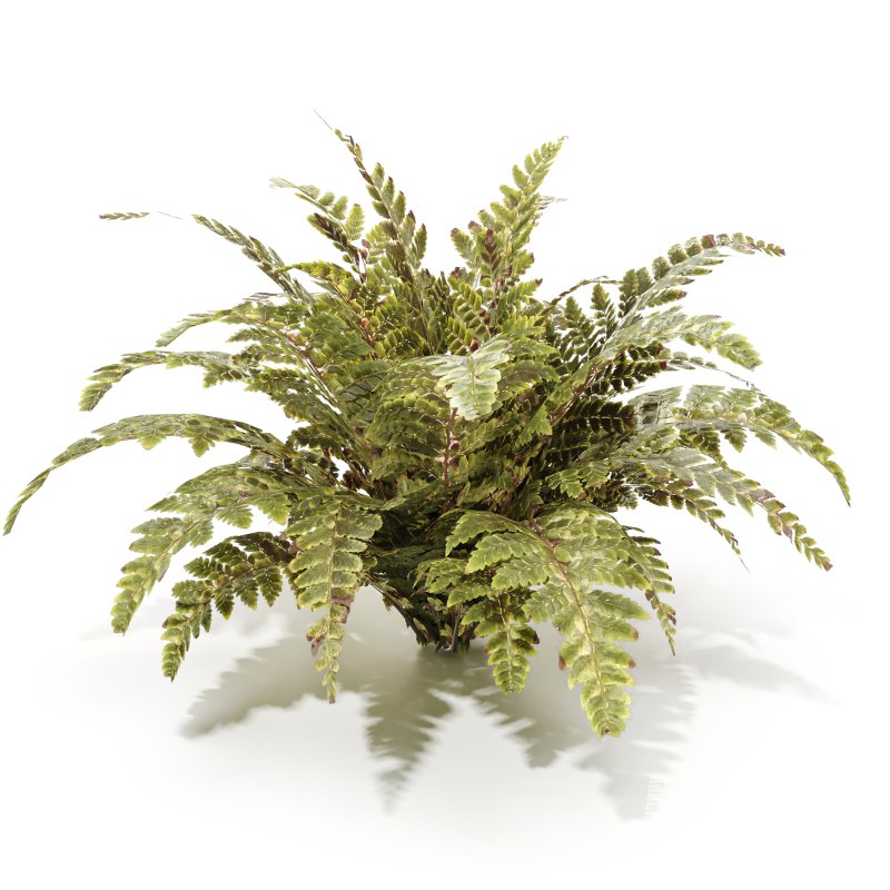 Tropical Crocodile Fern Decorative Bush - Image 3