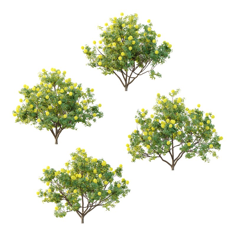 Rhododendron Arboreum Bush 07 - Image 2