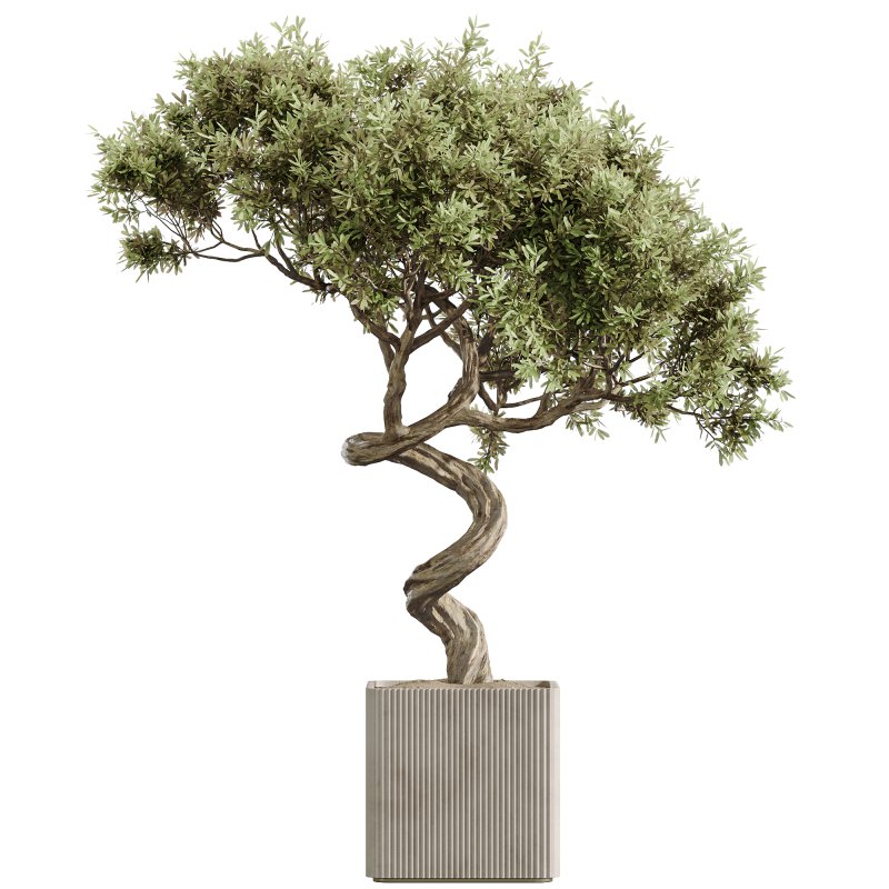 AV Indoor Plants Set 236 Mission Kalamata Leccino Arbequina Wilsonii Chemlali Olive - Image 1