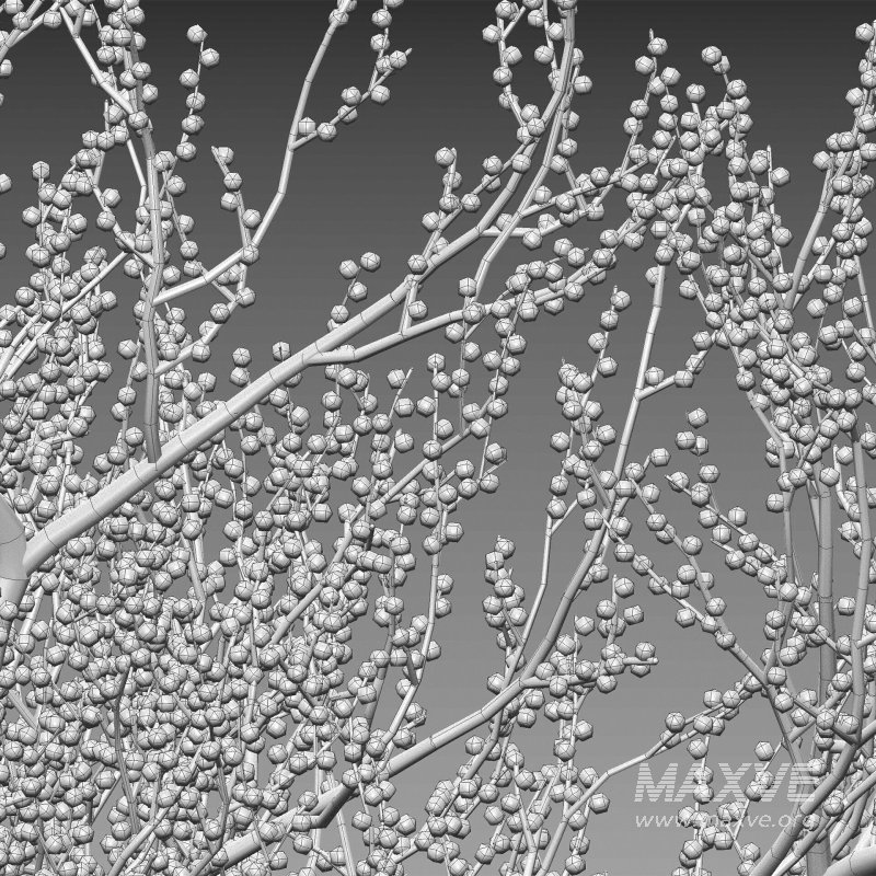 Ilex verticillata – Winterberry 03 - Image 6