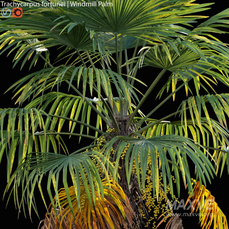 Trachycarpus fortunei – Windmill Palm – Chusan Palm – 02 - Image 2