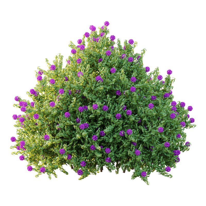 Rhododendron Arboreum Bush 06 - Image 2