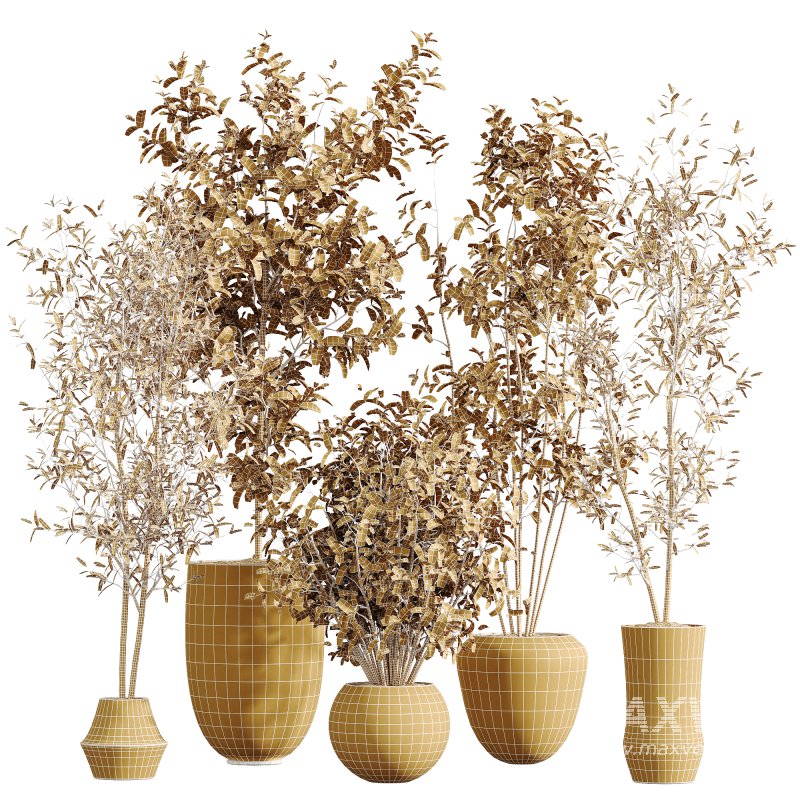 AV Indoor plants set 213 Beech Olea Europaea Olive Eucalyptu Joyplants Mini Fig - Image 6