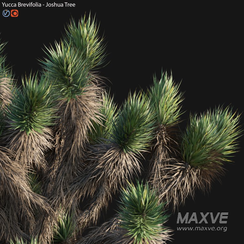 Yucca Brevifolia – Joshua Tree – 01 - Image 3