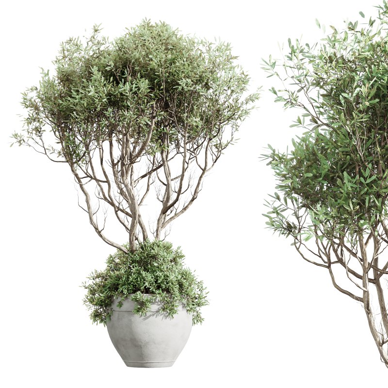 ntal species that blend Mediterranean identity with sculptural tropical foliage. This collection features strong lines, botanical texture, and timeless contrast—crafted for contemporary interiors that seek both calm and character. - Image 1