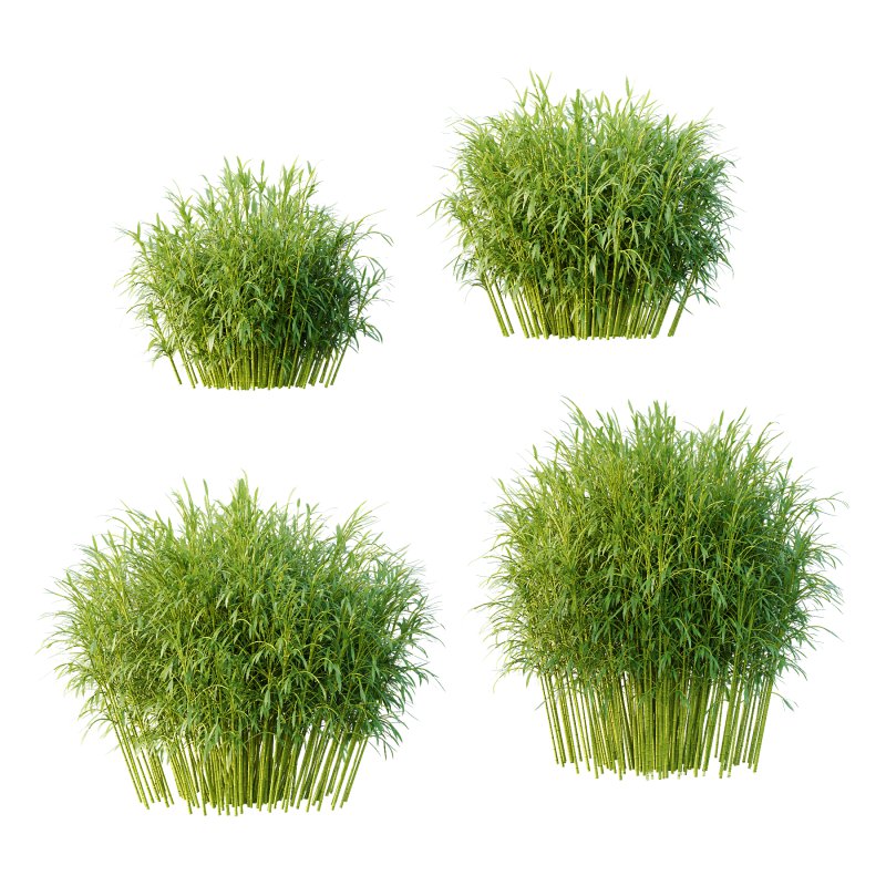 Bamboo Bambusoideae Bush 01 - Image 1