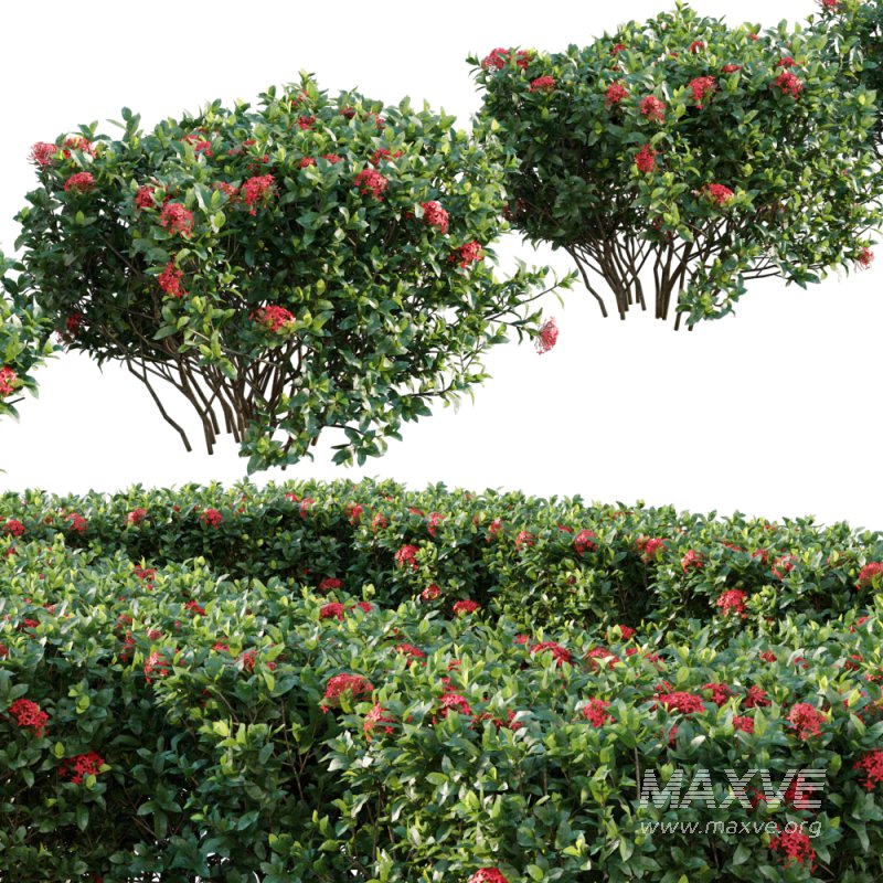 Ixora coccinea – flame of the woods – 03 - Image 2