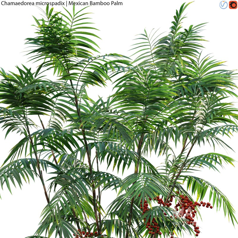 Chamaedorea microspadix – Mexican Bamboo Palm – 01 - Image 2