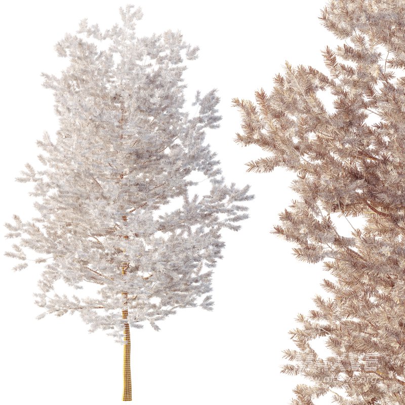 AV Plants Mountain Pine Needles Mugo Pinus Swiss - Image 3