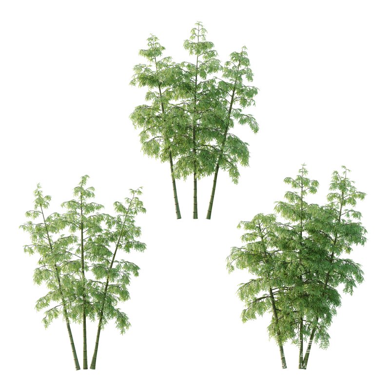 Bamboo Bambusoideae Tree 06 - Image 3