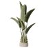 AV Indoor Plant Set 217 Mission Olive ParadiseBird Rhapis Excelsa Lady Palm Ravenala Banana Strelitzia Nicolai - Thumbnail 1