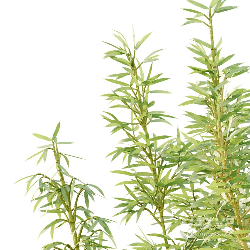 Bamboo Bambusoideae Tree 03 - Image 2