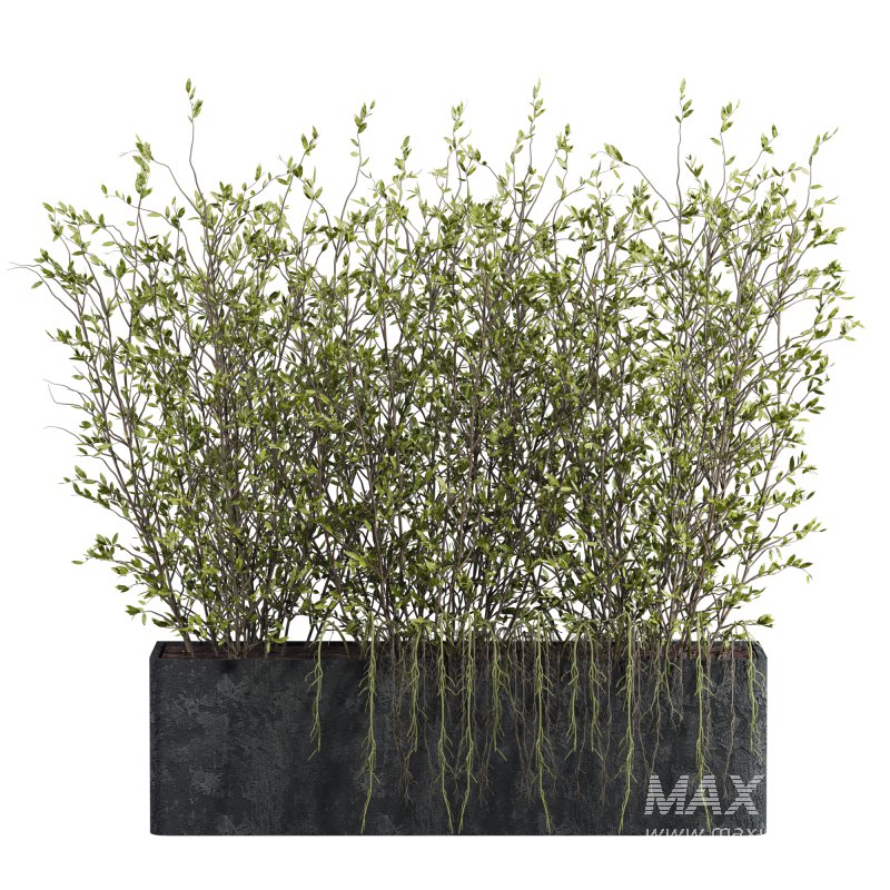 potted plant - Image 2