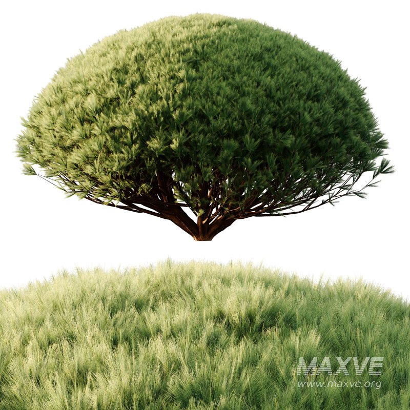 Pinus Mugo Bush001 - Image 5