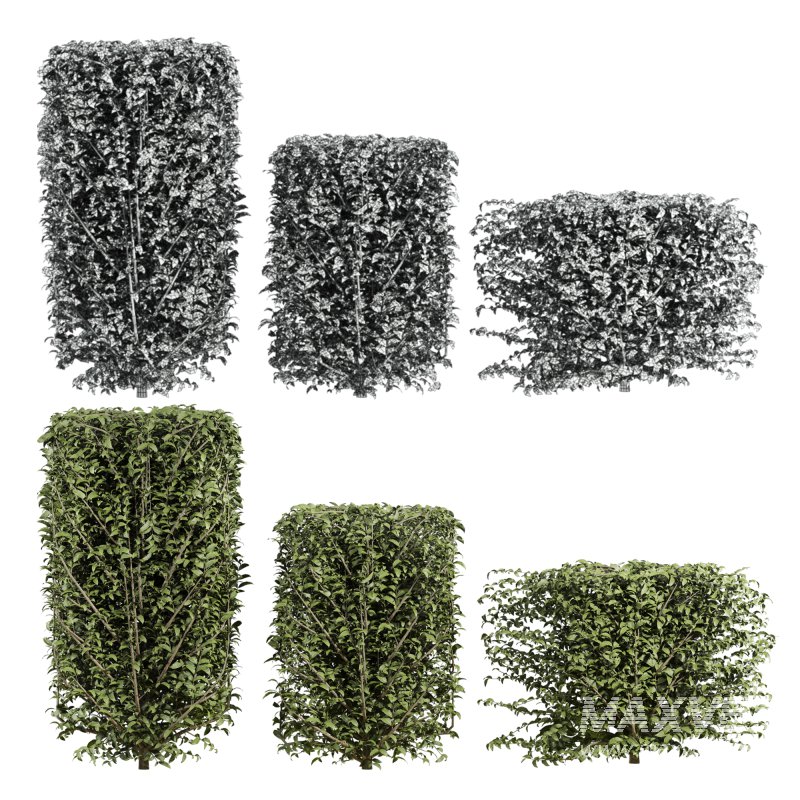 bush plants set - Image 5